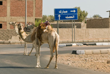 camel